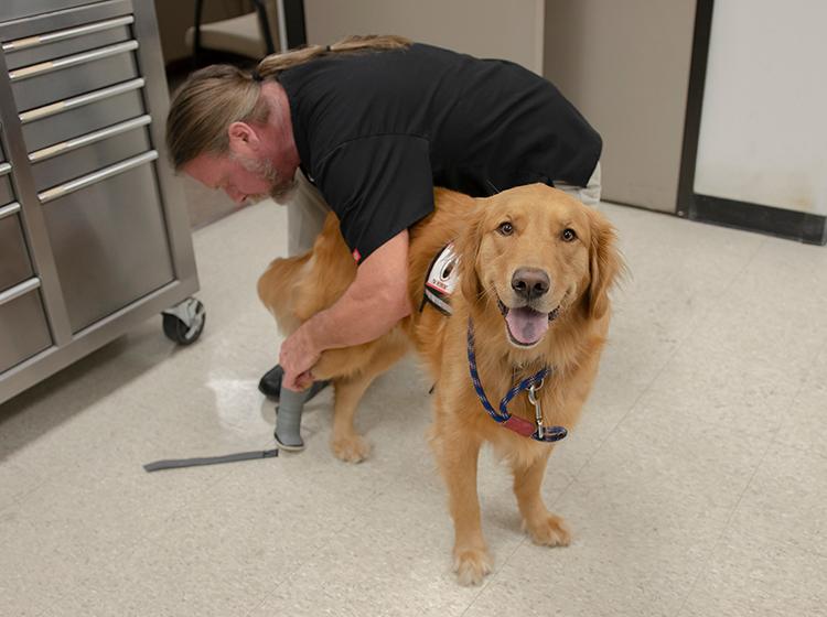 Honor, a service dog from the Jack C. Montgomery VA Medical Center